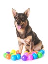 Swedish Vallhund in studio