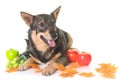 Swedish Vallhund in studio