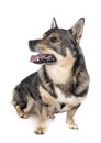 Swedish Vallhund in studio