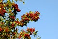 Swedish Whitebeam, sorbus intermedia Royalty Free Stock Photo