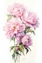 Swee peony flowers on white background.