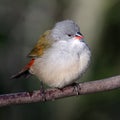 Swee Waxbill Bird Royalty Free Stock Photo
