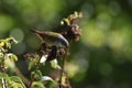 Swee Waxbill eating seeds