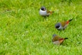 Swee waxbill