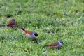 Swee waxbill