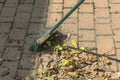 Sweeping leaves a broom Royalty Free Stock Photo