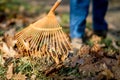 Sweeping leaves with orange rake Royalty Free Stock Photo