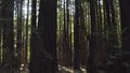 Sweeping panoramic view of trees in the forest of California