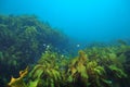 Sweeps hiding among kelp Royalty Free Stock Photo