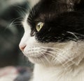 Sweepy, black and white cat - closeup of an eye. Royalty Free Stock Photo