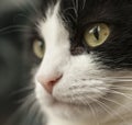 Sweepy, black and white cat - closeup his mouth. Royalty Free Stock Photo