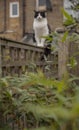 Sweepy - a fluffy cat seen trough some green bamboo leaves; a garden in London. Royalty Free Stock Photo