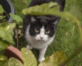 Sweepy - a white and black cat in a garden, London. Royalty Free Stock Photo