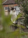 Sweepy - a white and black fluffy cat on a fence in a garden in London. Royalty Free Stock Photo