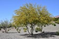 Sweet Acacia tree in bloom Royalty Free Stock Photo