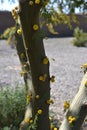 Sweet Acacia tree in bloom Royalty Free Stock Photo