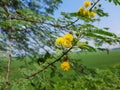 Sweet acacia tree in the India,  Vachellia farnesiana plant flowers,  yellow color acacia tree flower, sweet acacia plant in wild. Royalty Free Stock Photo