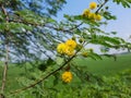 Sweet acacia tree in the India,  Vachellia farnesiana plant flowers,  yellow color acacia tree flower, sweet acacia plant in wild. Royalty Free Stock Photo