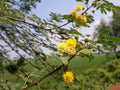 Sweet acacia tree in the India,  Vachellia farnesiana plant flowers,  yellow color acacia tree flower, sweet acacia plant in wild. Royalty Free Stock Photo