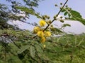 Sweet acacia tree in the India,  Vachellia farnesiana plant flowers,  yellow color acacia tree flower, sweet acacia plant in wild. Royalty Free Stock Photo