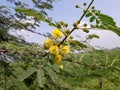 Sweet acacia tree in the India,  Vachellia farnesiana plant flowers,  yellow color acacia tree flower, sweet acacia plant in wild. Royalty Free Stock Photo