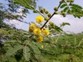 Sweet acacia tree in the India, Vachellia farnesiana plant flowers, yellow color acacia tree flower, sweet acacia plant in wild.