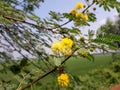 Sweet acacia tree in the India,  Vachellia farnesiana plant flowers,  yellow color acacia tree flower, sweet acacia plant in wild. Royalty Free Stock Photo