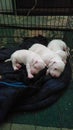 Sweet all white gotti pitbull puppies nestled together sleeping peacefully