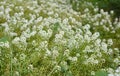 Sweet Alyssum Flower Lobularia maritima, sweet alyssum or sweet alison in autumn flower bed Royalty Free Stock Photo