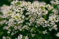 Sweet Alyssum Flower, Lobularia maritima Royalty Free Stock Photo