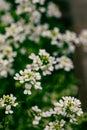 Sweet Alyssum Flower, Lobularia maritima Royalty Free Stock Photo