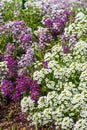 Sweet Alyssum Flowers in garden