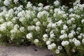 Sweet Alyssum Flowers - honey plant for bee-friendly garden Royalty Free Stock Photo