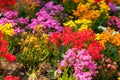 Sweet Alyssum (Lobularia maritima). Royalty Free Stock Photo