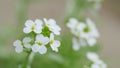Sweet alyssum or lobularia maritima. Concept of spring, summer, environment day. Slow motion. Royalty Free Stock Photo