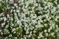 Sweet alyssum Lobularia maritima , Malta, Mediterranean Royalty Free Stock Photo