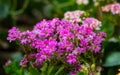 Sweet Alyssum (Lobularia maritima). Royalty Free Stock Photo