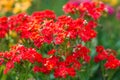 Sweet Alyssum (Lobularia maritima). Royalty Free Stock Photo