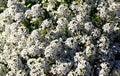 Sweet alyssum maritimum or Lobularia maritima white flowers with scent of honey.Alison blossoming in garden. Royalty Free Stock Photo