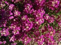 Sweet alyssum, Sweet alison, Lobularia maritima Royalty Free Stock Photo