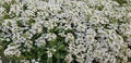 Sweet alyssum & x28;lobularia maritima syn& x29; white flowers Royalty Free Stock Photo
