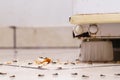 Sweet ants eating sugar and crumbs on the floor, climbing on an old fridge, dirty kitchen, need for home detection Royalty Free Stock Photo