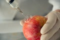 Sweet apple, genetic engineering Royalty Free Stock Photo