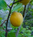 Sweet Apricote in plant Royalty Free Stock Photo