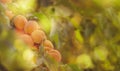 Sweet Apricots on branch, summer fruit harvest, natural green background Royalty Free Stock Photo