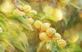 Sweet Apricots on branch, summer fruit harvest, natural green background Royalty Free Stock Photo