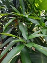 Sweet arum mango leaves from the garden of Indramayu Indonesia