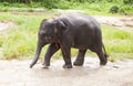 Sweet asian baby elephant Royalty Free Stock Photo