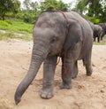 Sweet asian baby elephant Royalty Free Stock Photo