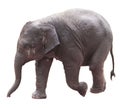 Sweet asian baby elephant Royalty Free Stock Photo